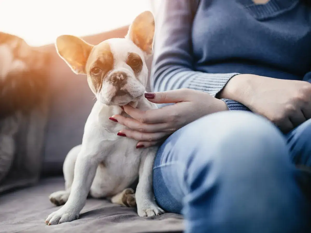 Zdjęcie Jaki pies do mieszkania w bloku: idealne rasy dla Twojego komfortu