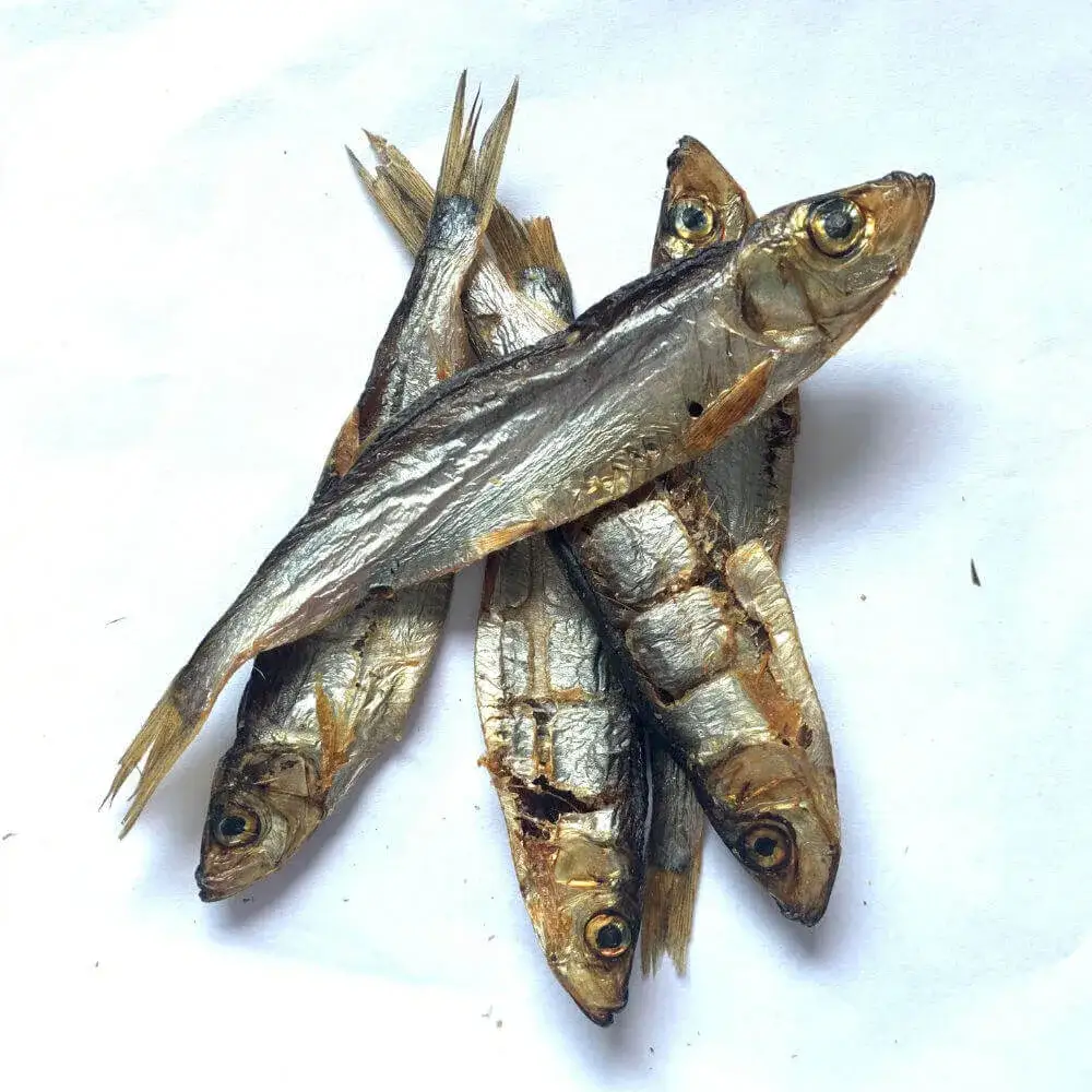 Zdjęcie Czy pies może jeść szprotki? Sprawdź, co musisz wiedzieć o rybach dla psów