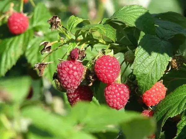 Zdjęcie Jak przycinać maliny, aby uniknąć błędów i zapewnić obfite plony