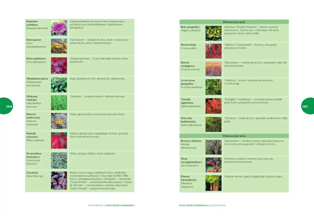 Zdjęcie Kalendarz ogrodnika: Co i kiedy sadzić? Praktyczny przewodnik