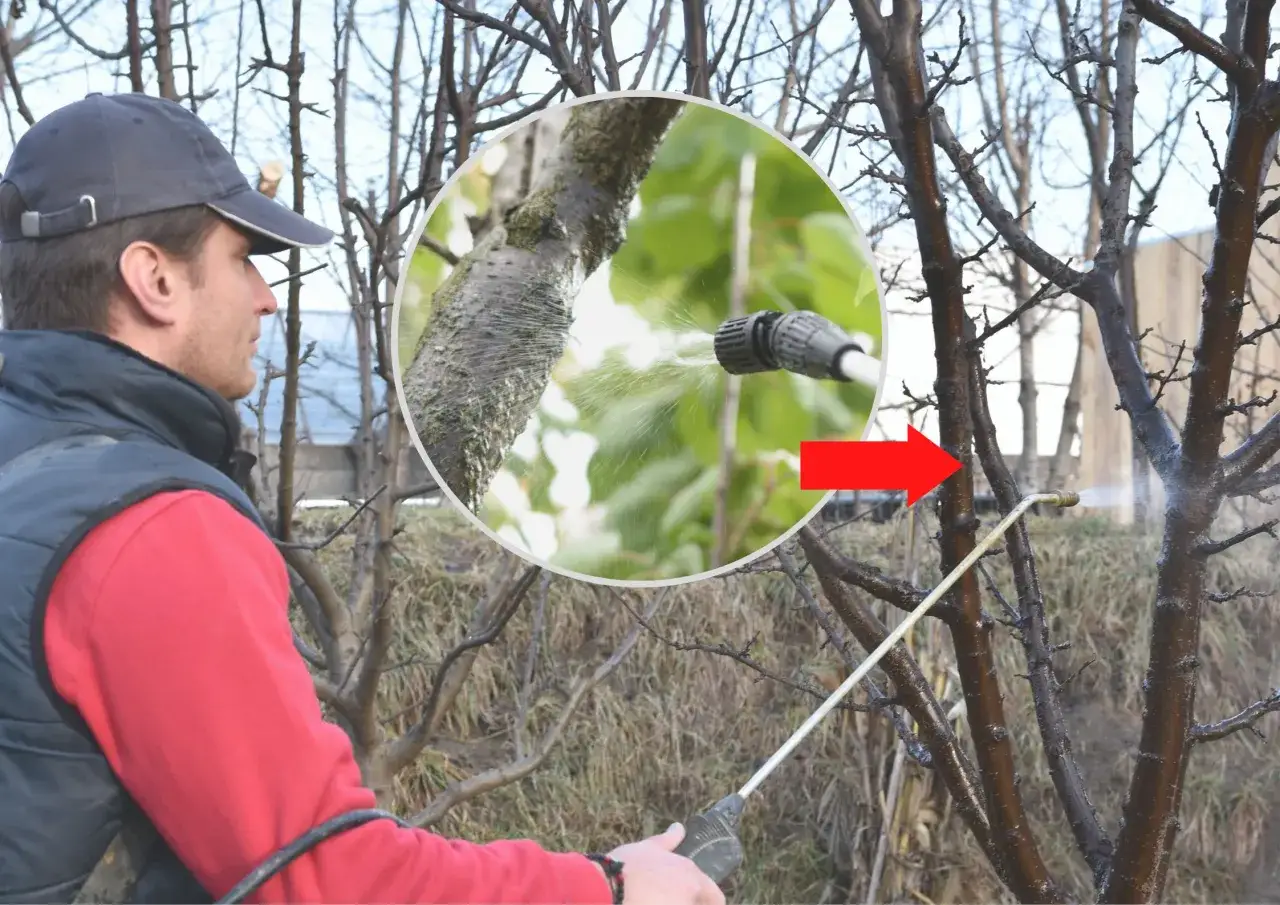 Zdjęcie Jak i kiedy opryskiwać wiśnie aby uchronić drzewa przed chorobami