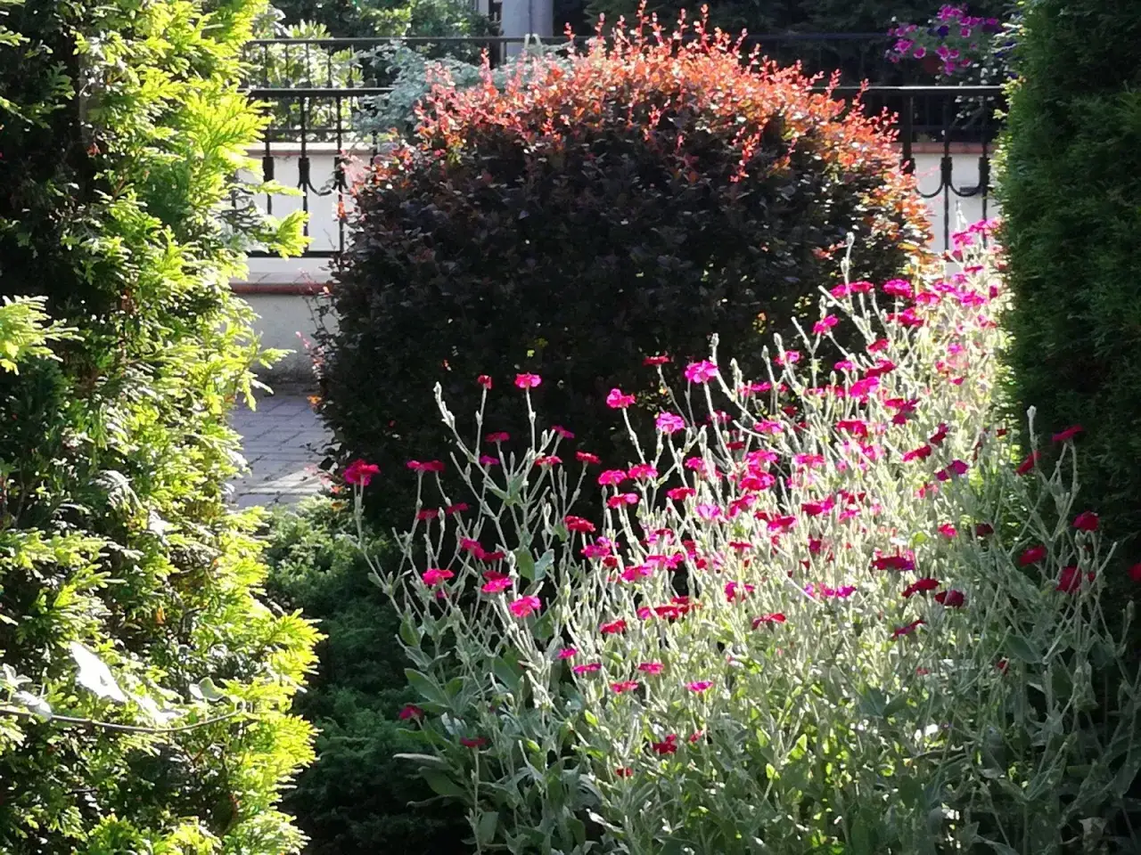 Zdjęcie Jak łączyć berberys w ogrodzie? Proste kompozycje i praktyczne porady