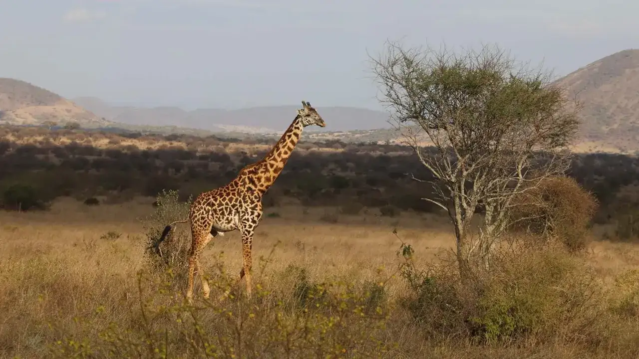Zdjęcie Niezapomniane atrakcje w Kenii: Odkryj dziką przyrodę i plaże