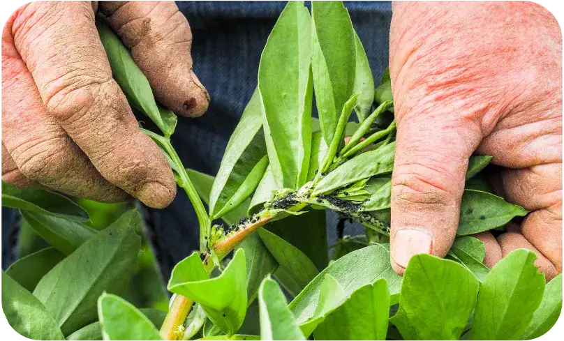 Zdjęcie Jak rozmnażają się mszyce? Szokujące metody ich rozmnażania