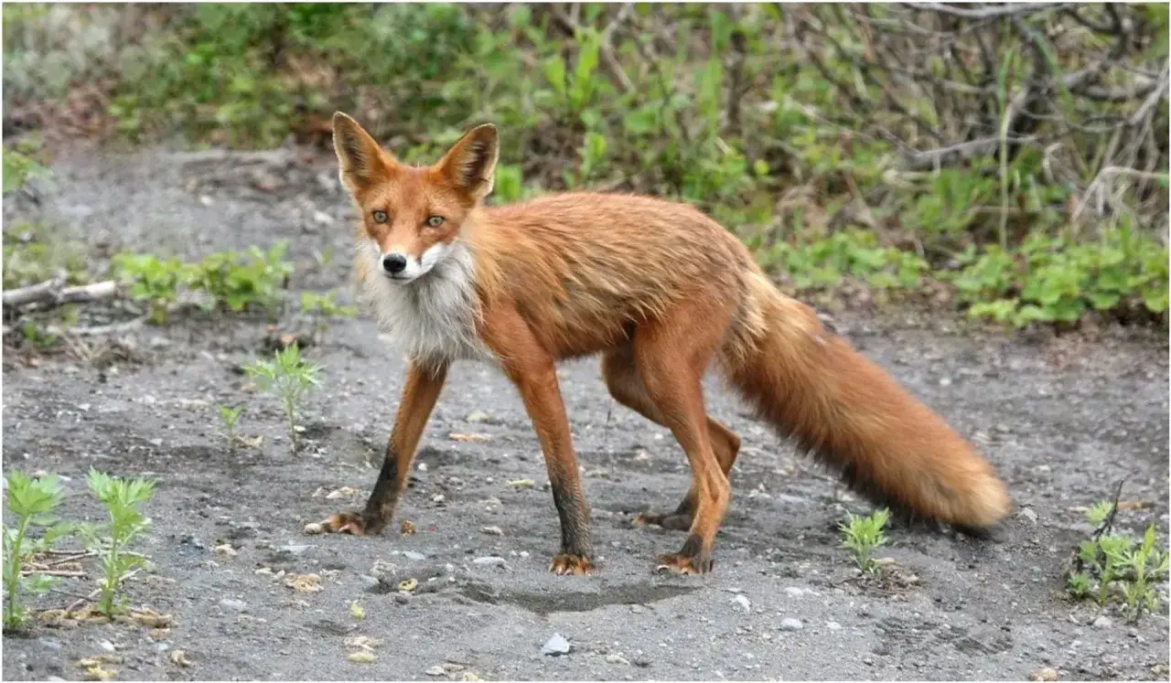 Zdjęcie Skuteczne sposoby na odstraszenie lisów z ogrodu – ochroń swoje rośliny i zwierzęta