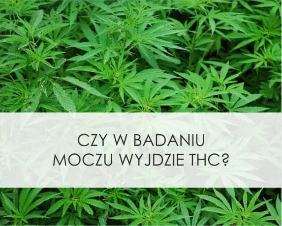 Zdjęcie Czy w badaniu krwi wyjdzie THC? Sprawdź, co musisz wiedzieć