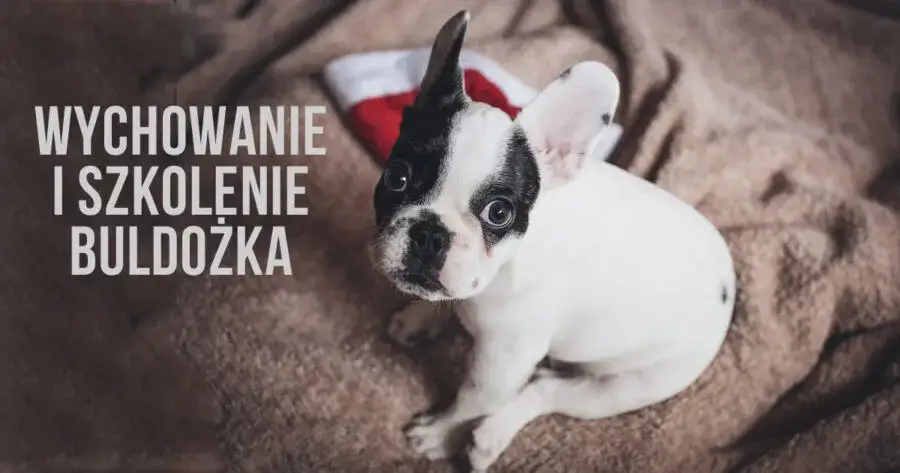 Zdjęcie Skuteczne metody jak wytresować buldoga francuskiego: 8 cennych zasad