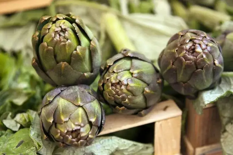 Zdjęcie Wyciąg z karczocha: 5 korzyści zdrowotnych i zastosowanie