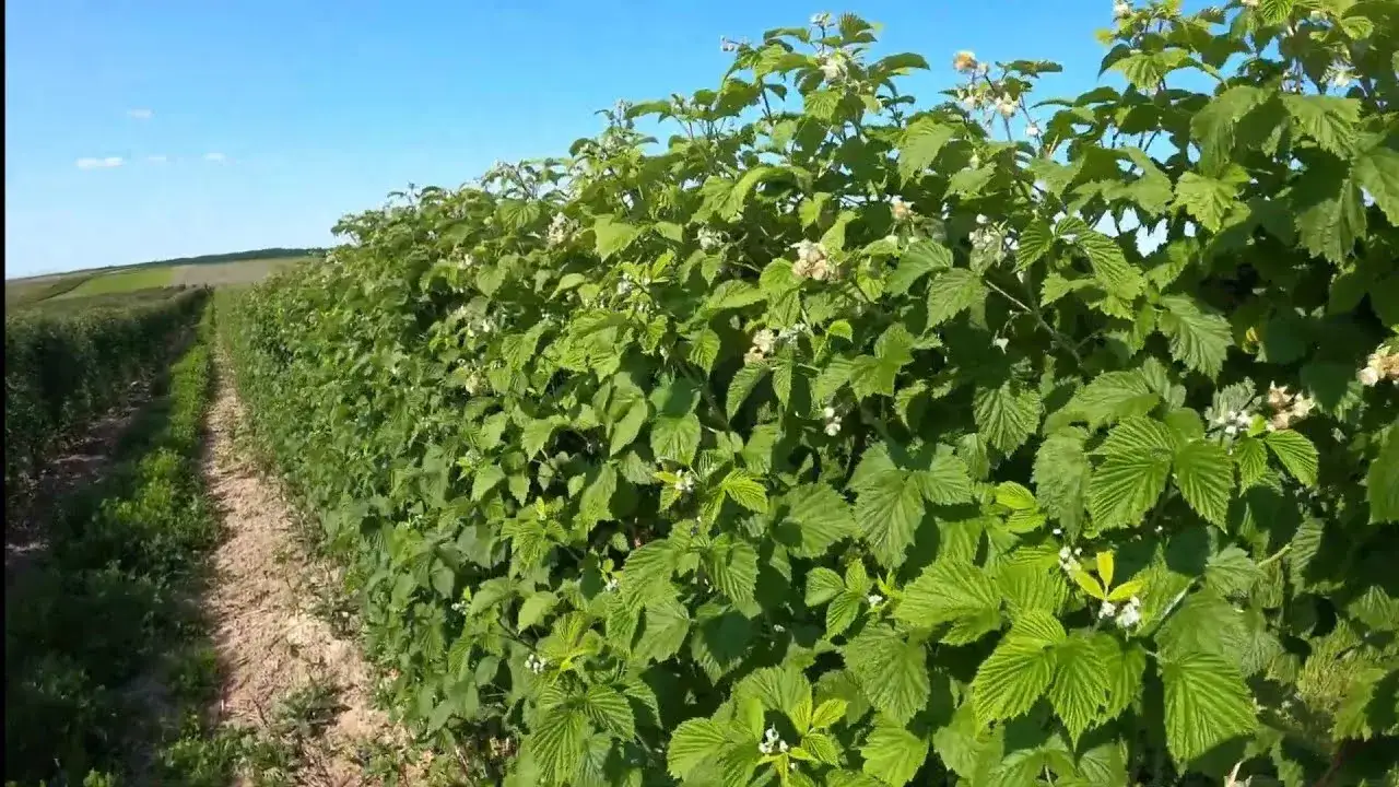 Zdjęcie Jakie nawozy pod maliny letnie? Odkryj najlepsze sposoby na wzrost