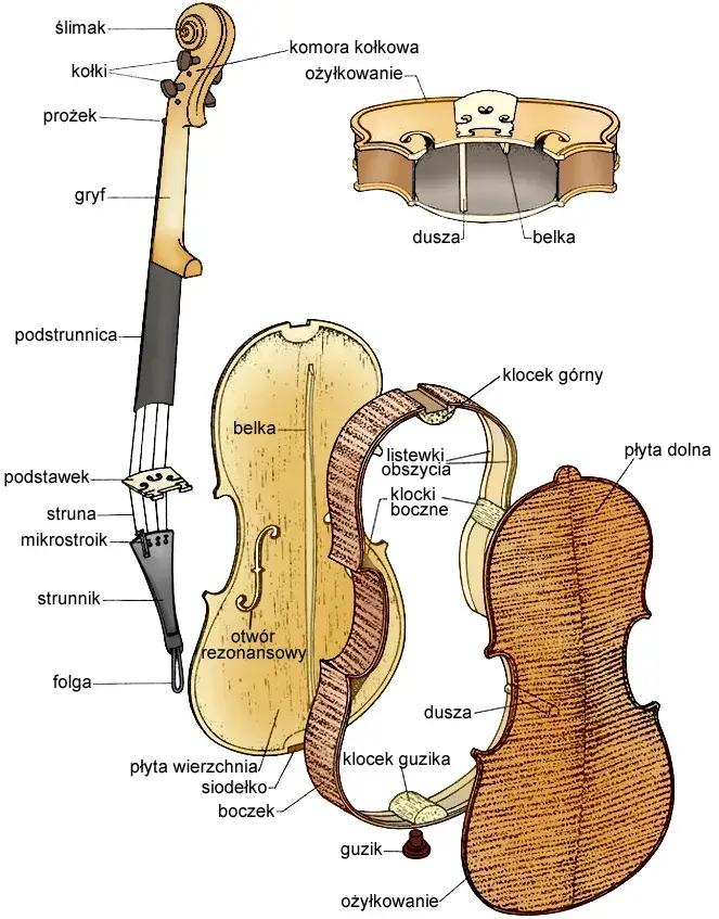 Zdjęcie Jak powstały instrumenty smyczkowe? Odkryj ich fascynującą historię
