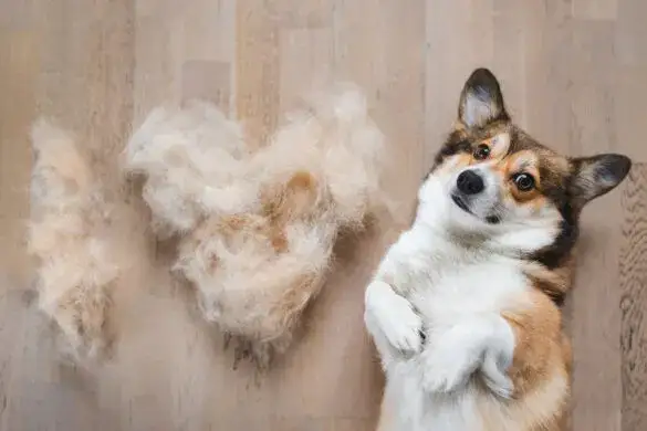 Zdjęcie Co na wypadanie sierści u psa? Skuteczne metody i porady weterynaryjne