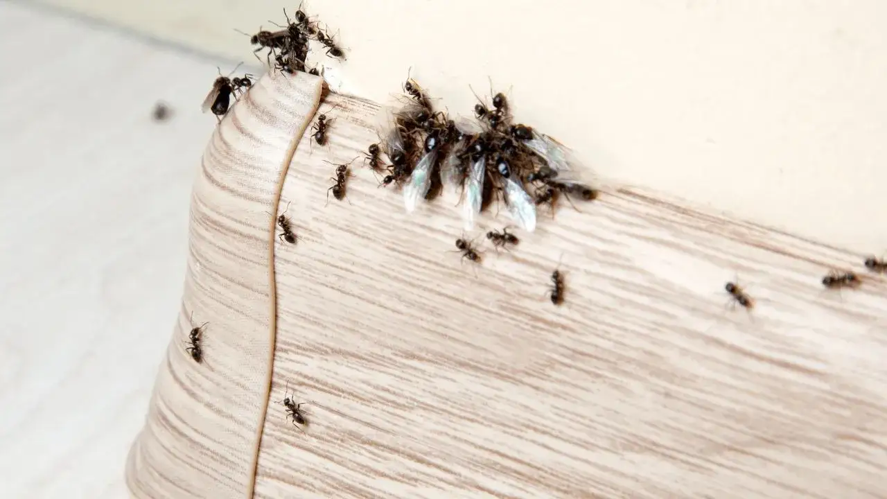 Zdjęcie Skuteczne sposoby na pozbycie się mrówek z elewacji budynku