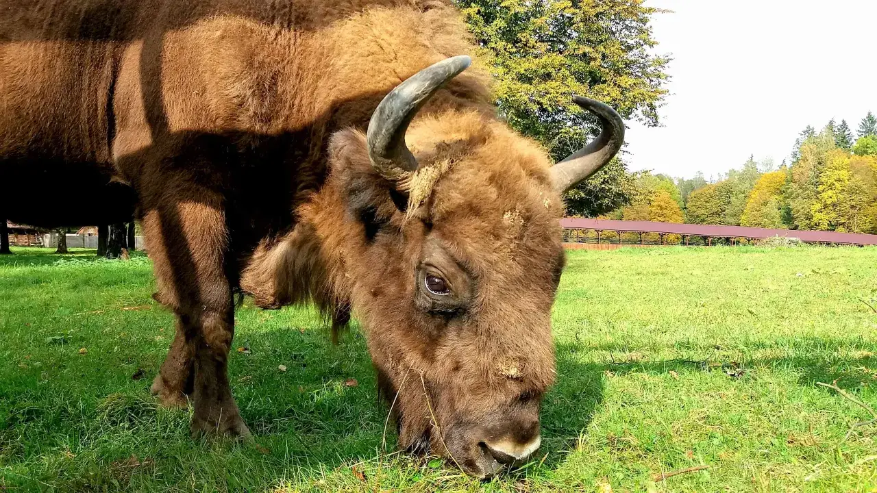 Zdjęcie Atrakcje w Białowieży, które zaskoczą nawet najbardziej wymagających turystów