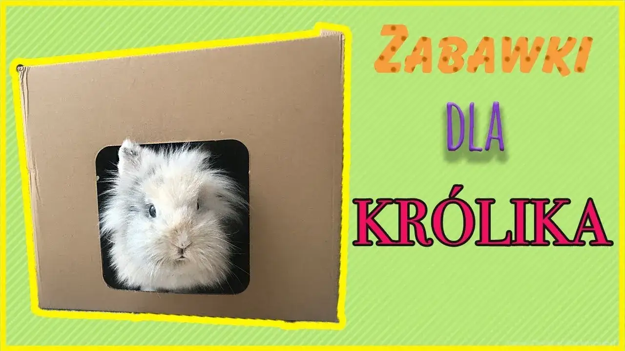 Zdjęcie Jak zrobić plac zabaw dla królika, aby był bezpieczny i zabawny