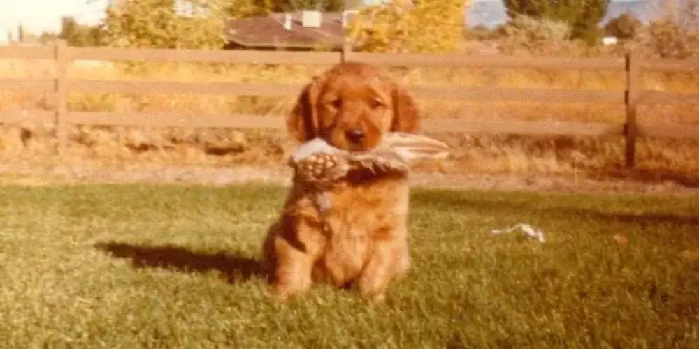 Zdjęcie Czy golden retriever może mieszkać na dworze? Ważne ryzyka i skutki