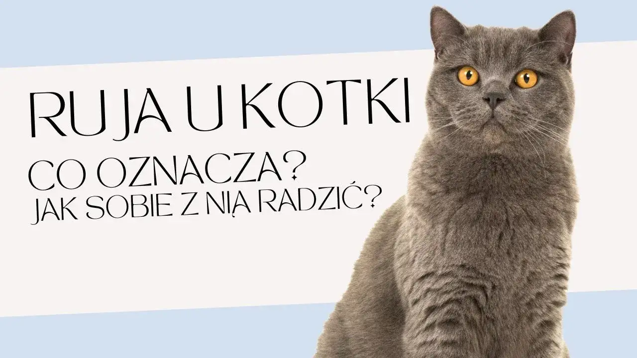 Zdjęcie Jak pomóc kotce w rui - skuteczne sposoby na złagodzenie cierpienia