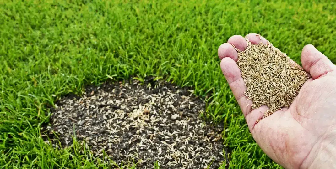 Zdjęcie Jak dosiewać trawę na istniejący trawnik, aby uniknąć błędów i uzyskać piękny efekt