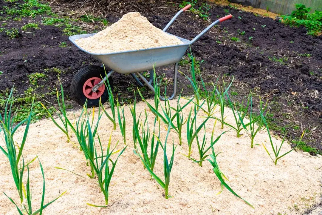 Zdjęcie Czy trociny nadają się na kompost? Oto, co musisz wiedzieć