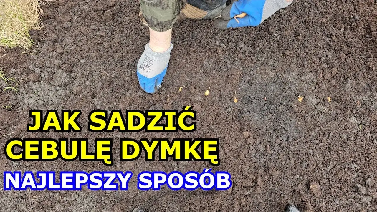 Zdjęcie Jak głęboko sadzić cebulę dymkę, aby uniknąć błędów w uprawie