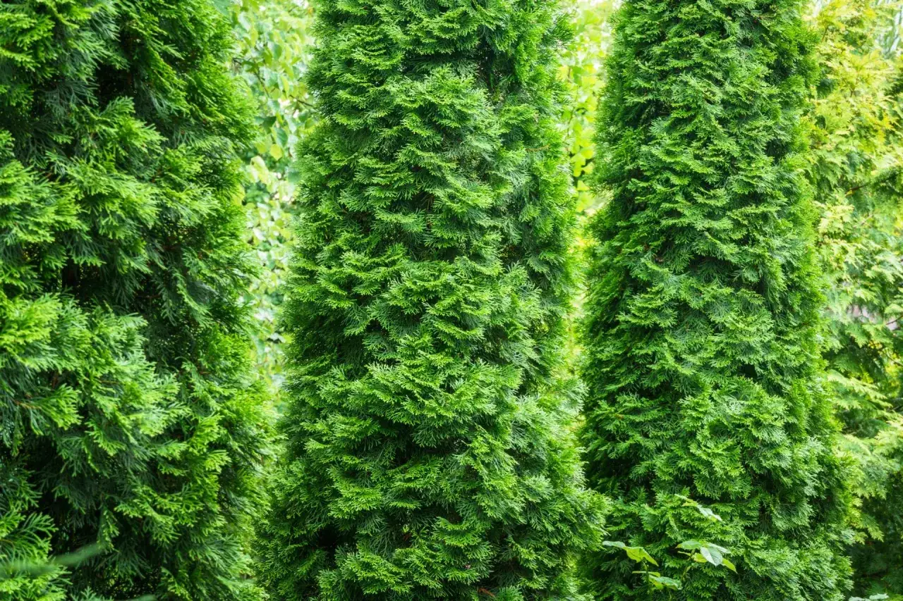 Zdjęcie Tuja szmaragd co ile sadzić na żywopłot, aby uzyskać gęsty efekt