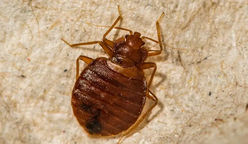 Zdjęcie Jak rozmnażają się pluskwy? Zaskakujące fakty o ich życiu i jajach