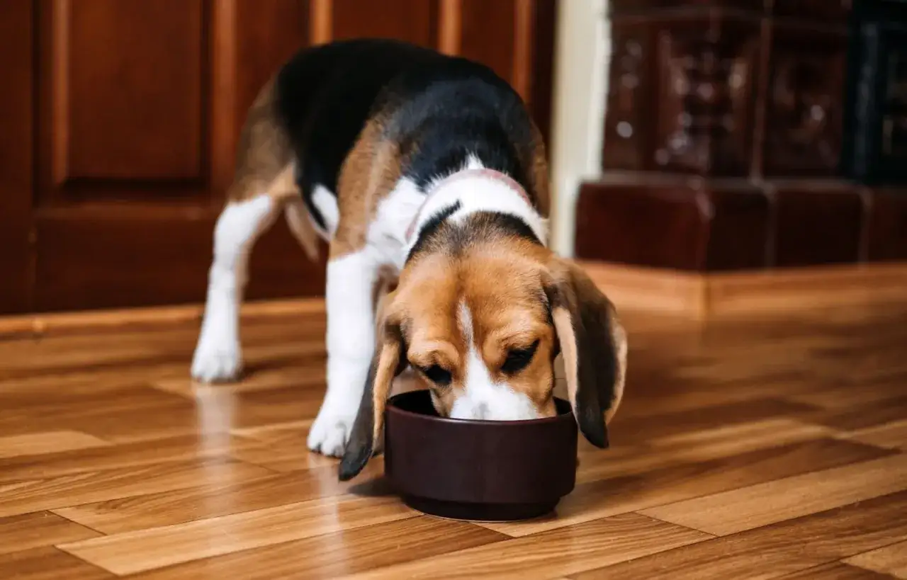 Zdjęcie Czy pies może jeść smażone mięso? Dowiedz się, jakie są zagrożenia