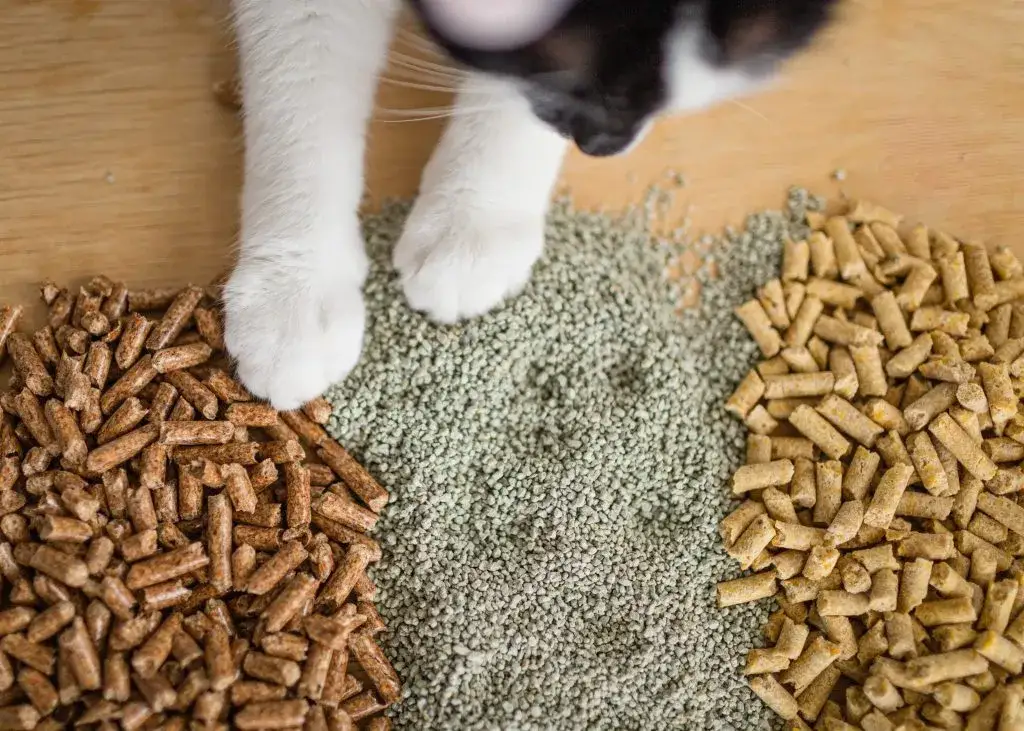 Zdjęcie Żwirek Drewniany: Jakie są najlepsze opcje dla Twojego kota?