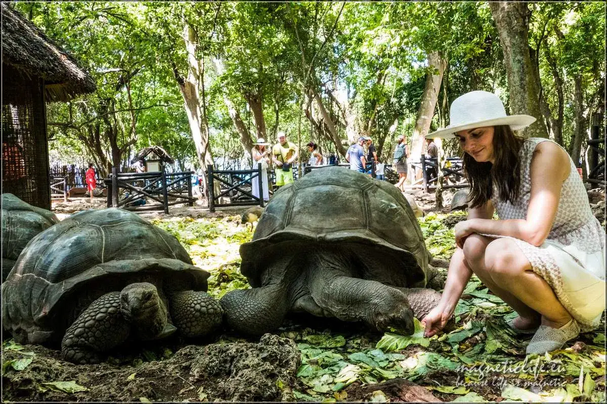 Zdjęcie Wyspa Żółwi Zanzibar: Raj dla miłośników przygód i natury