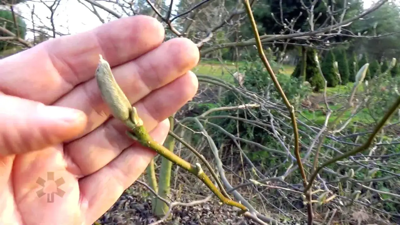 Zdjęcie Czemu magnolia nie kwitnie? Odkryj przyczyny i rozwiązania