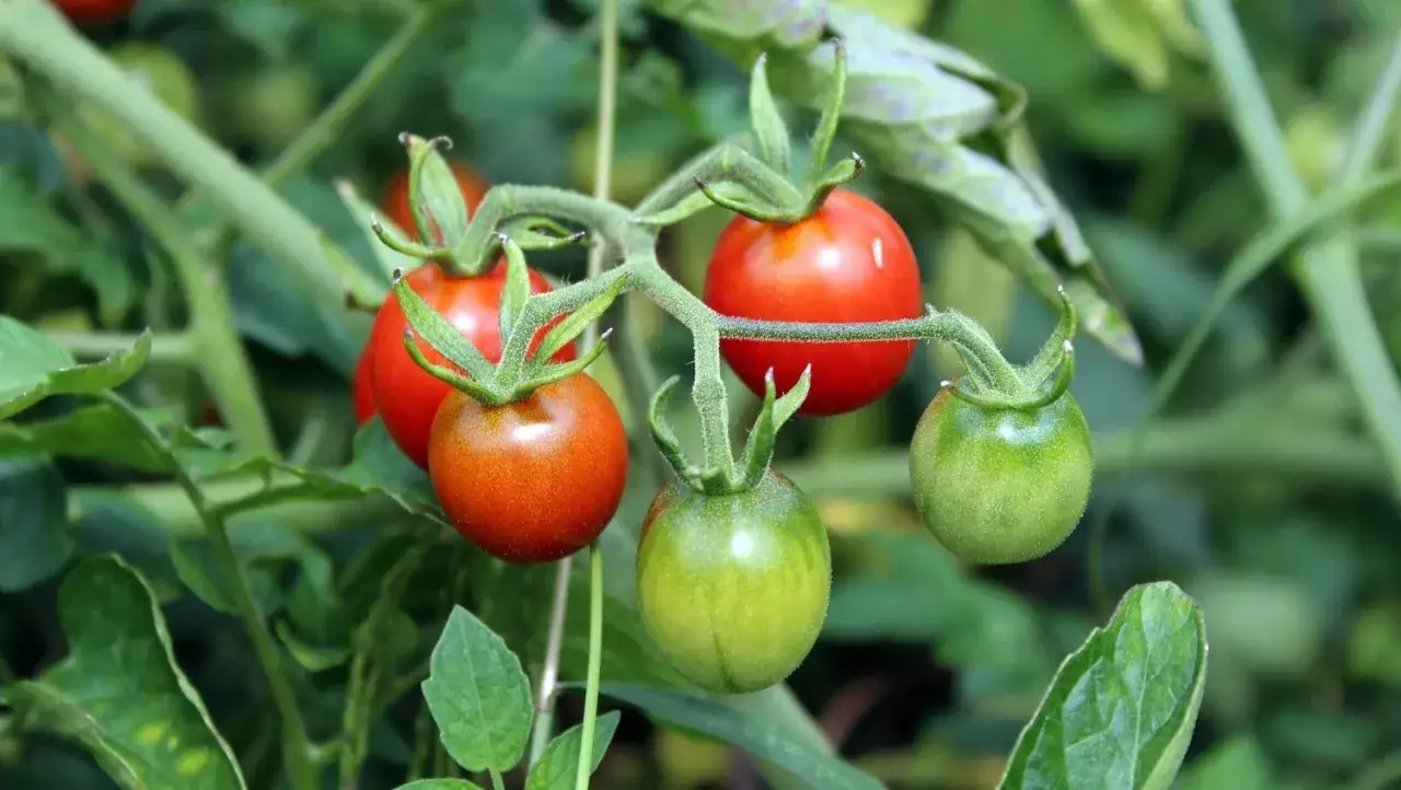 Zdjęcie Uprawa pomidor&oacute;w koktajlowych w doniczce: Pełny przewodnik