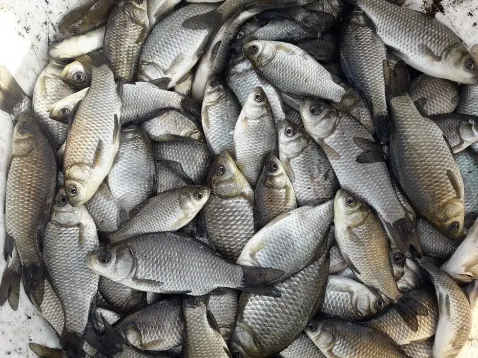 Zdjęcie Gdzie kupić rybki na żywca i uniknąć problemów z etyką wędkarską