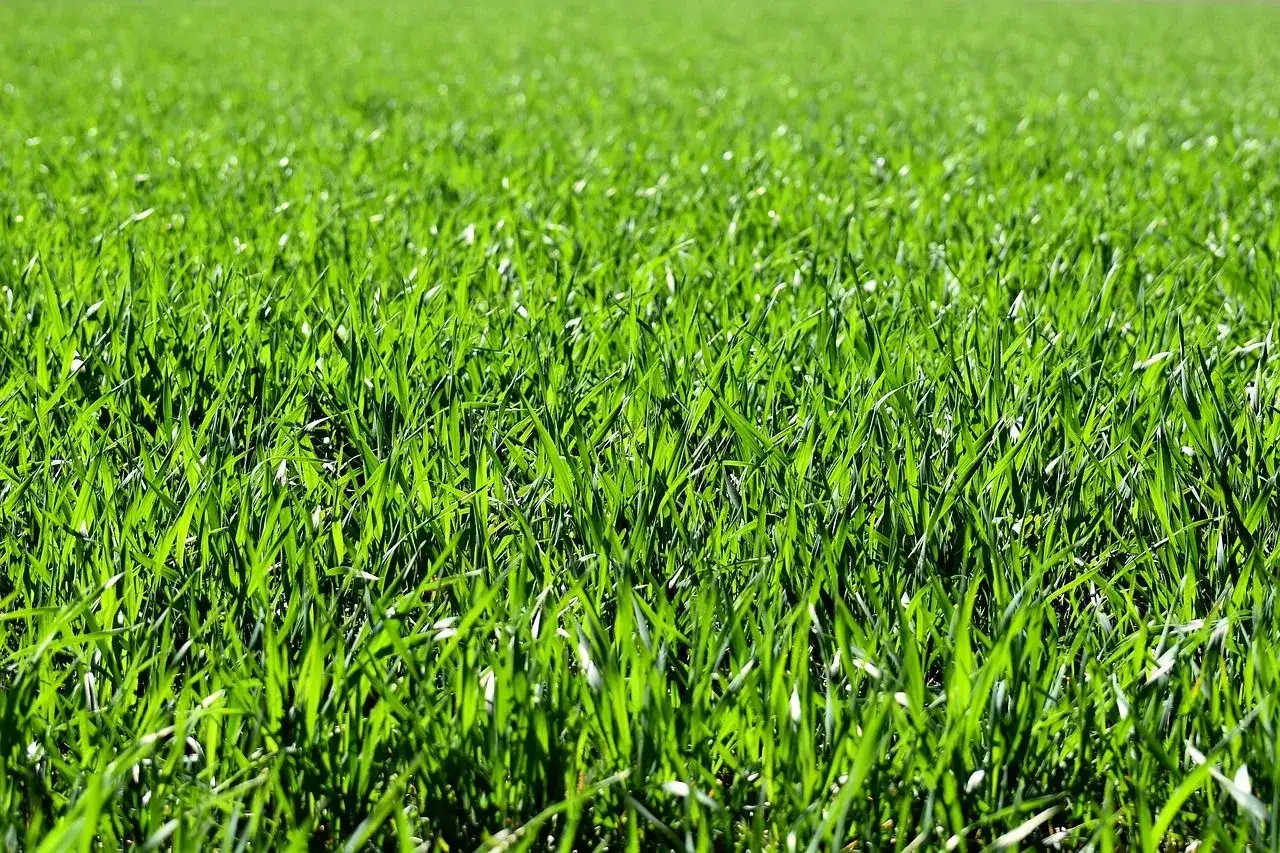 Zdjęcie Uprawa traw na gruntach ornych: klucz do efektywnej produkcji paszy