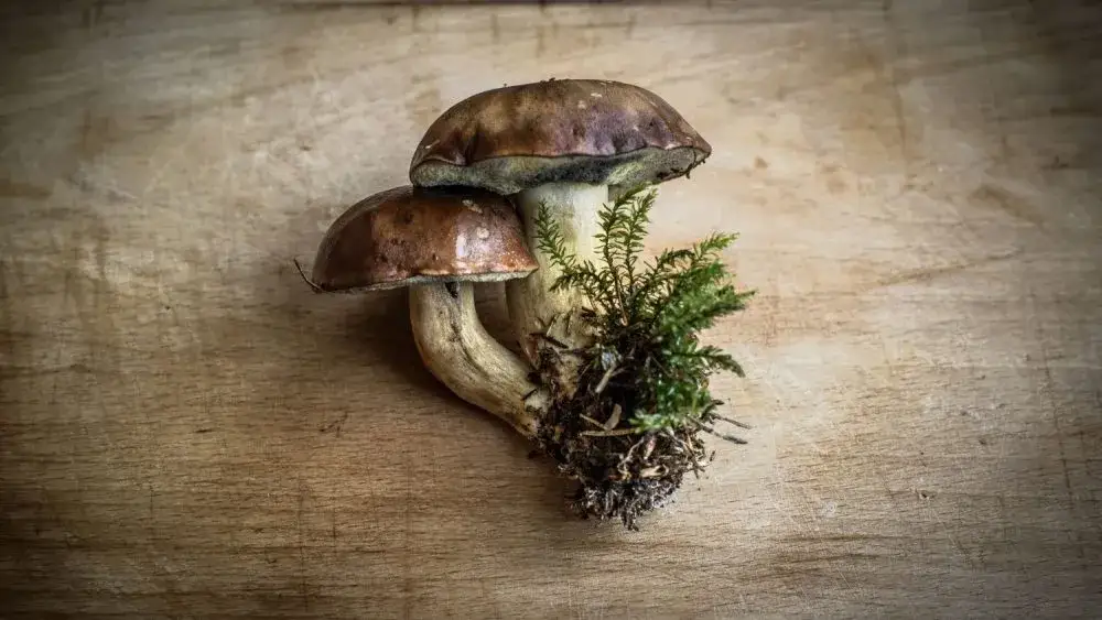 Zdjęcie Jakie przyprawy do sosu grzybowego, by wydobyć jego pełen smak?