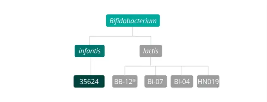 Zdjęcie Bifidobacterium infantis 35624: Dlaczego jest tak ważne?