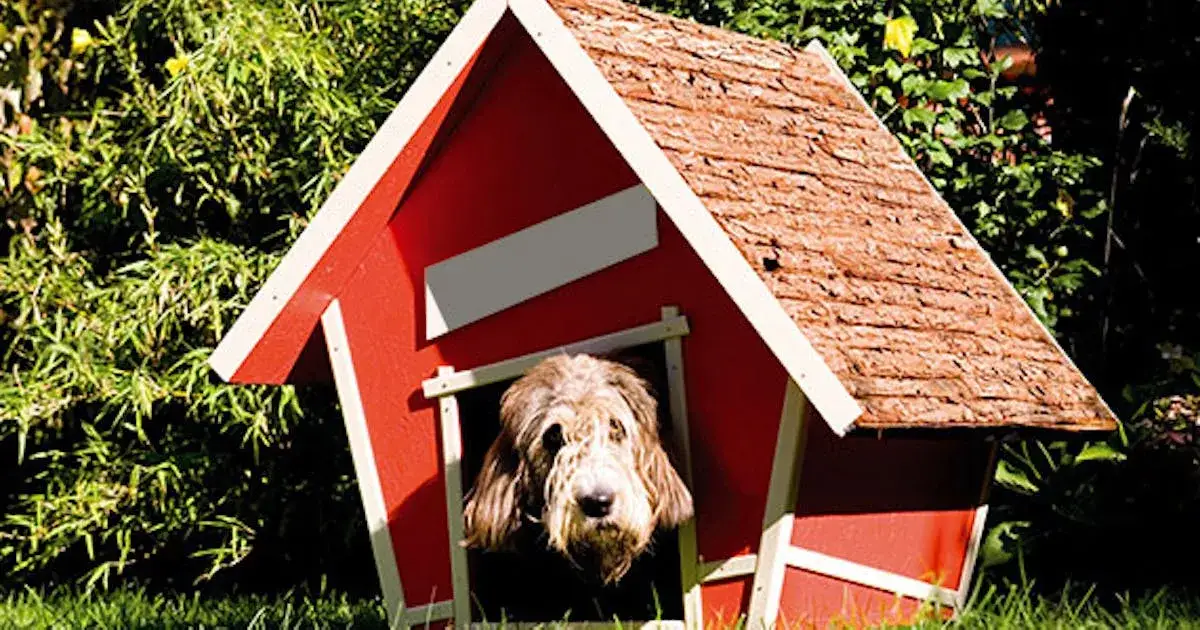 Zdjęcie Jak zbudować budę dla psa w ogrodzie, aby zapewnić mu komfort?