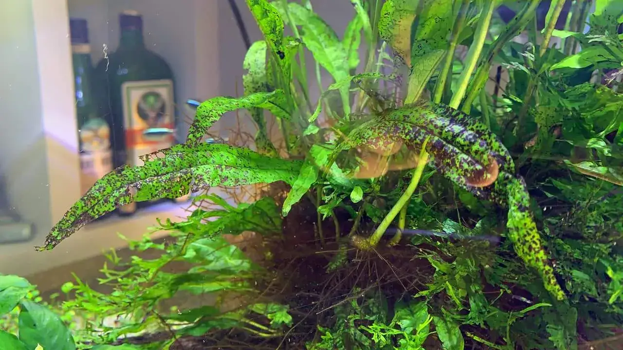 Zdjęcie Niedobór potasu w akwarium objawy – jak ratować rośliny?