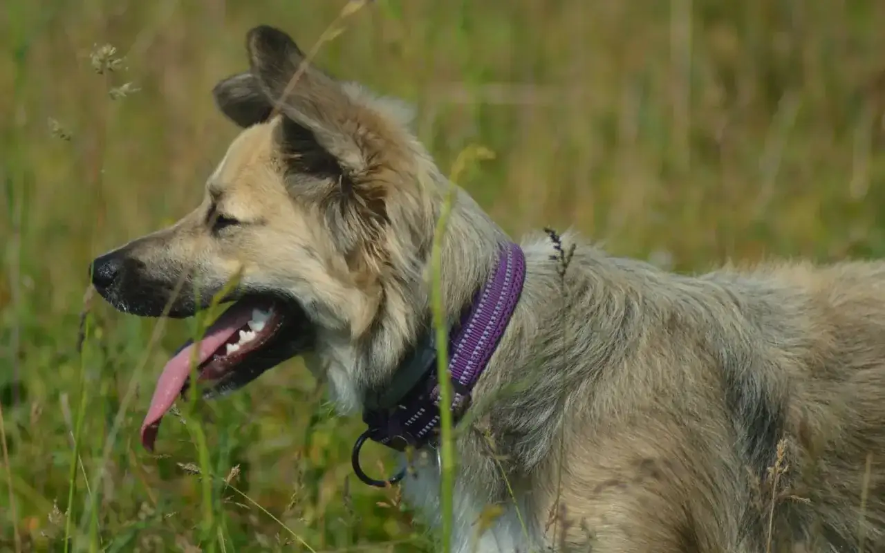 Zdjęcie Czy pies powinien nosić obrożę cały czas? Unikaj zagrożeń dla zdrowia
