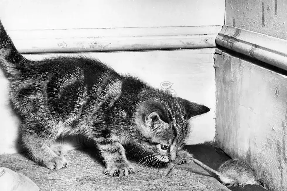 Zdjęcie Co oznacza sen o myszach? Odkryj ukryte znaczenia i symbole