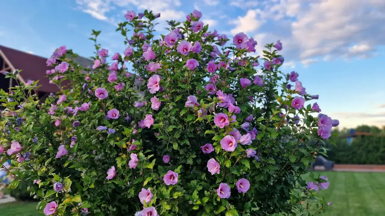 Zdjęcie Czy hibiskus zimuje w ogrodzie - skuteczne sposoby na zabezpieczenie rośliny