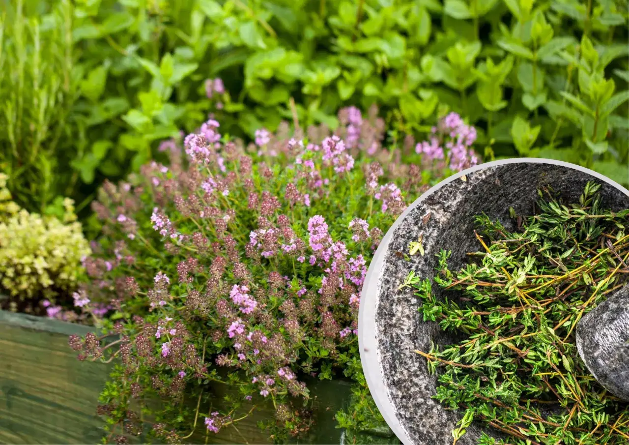 Zdjęcie Tymianek jak uprawiać: proste sposoby na zdrowe rośliny w ogrodzie