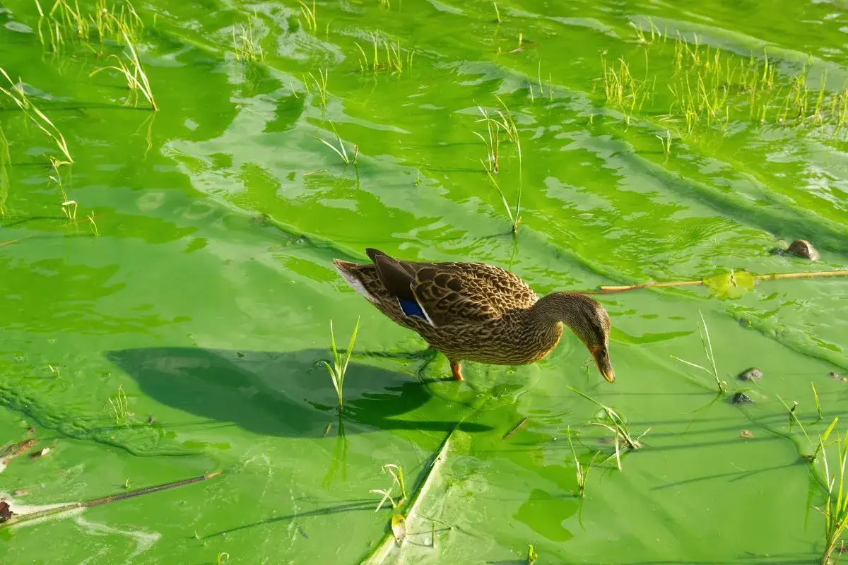 Zdjęcie Hel czy są sinice? Sprawdź, czy kąpieliska są bezpieczne teraz