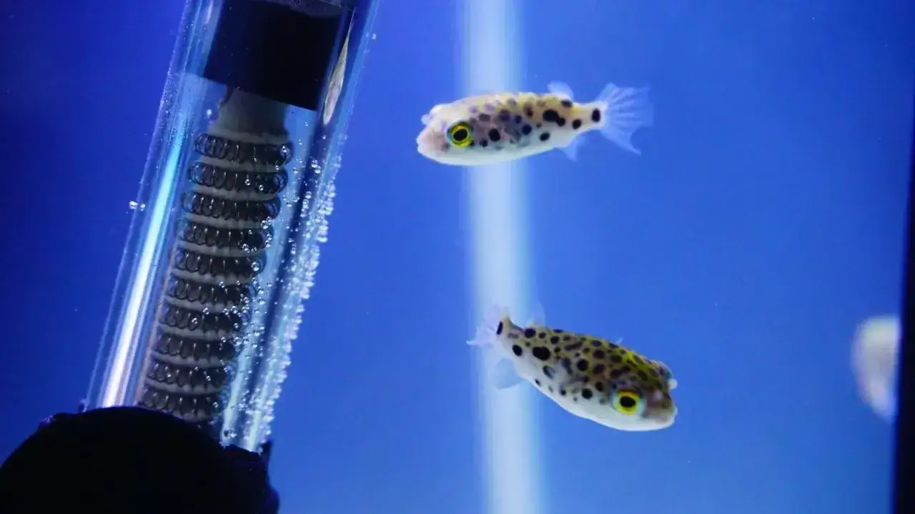 Zdjęcie Jak zamontować grzałkę w akwarium - uniknij błędów i problemów