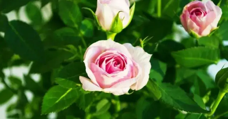 Zdjęcie Jak pielęgnować róże w doniczce, aby uniknąć ich usychania?