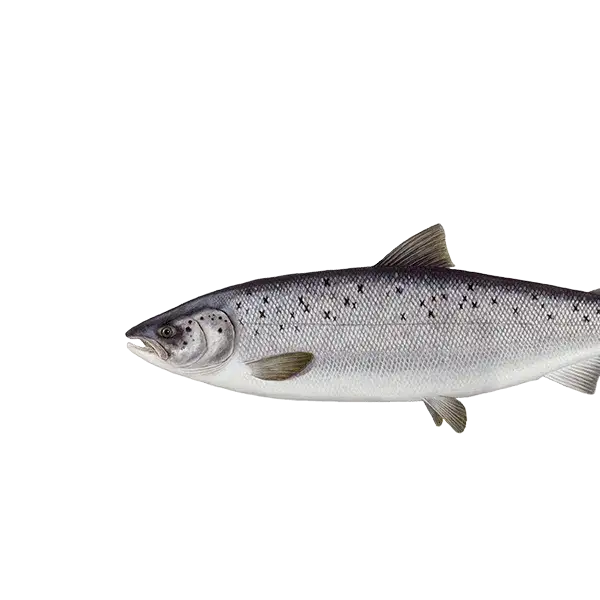 Zdjęcie Czy łosoś żyje w Bałtyku? Odkryj zaskakujące fakty o jego obecności