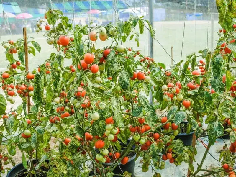 Zdjęcie Uprawa pomidorów pod folią: Pełny przewodnik po obfitych plonach