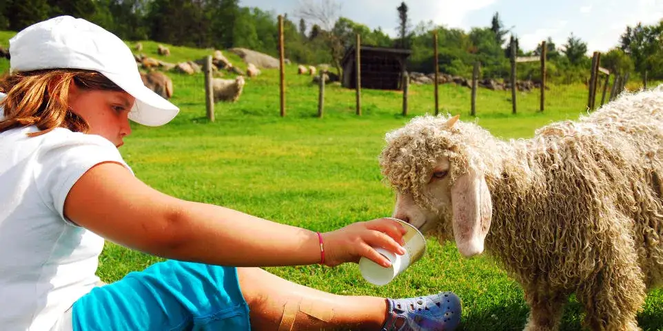 Zdjęcie Co to jest agroturystyka? Poznaj jej zalety i unikalne doświadczenia