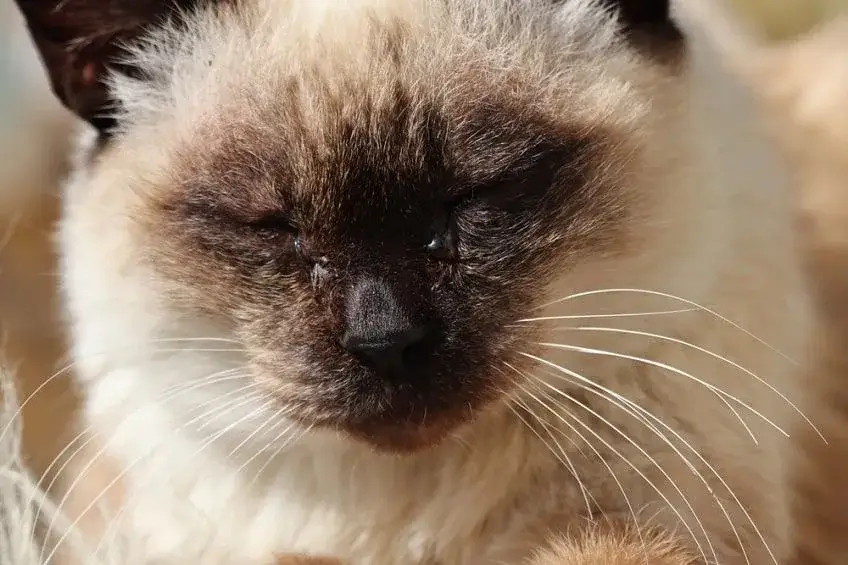 Zdjęcie Kot ropiejące oczy: co robić i jak leczyć ropiejące oczy kota?