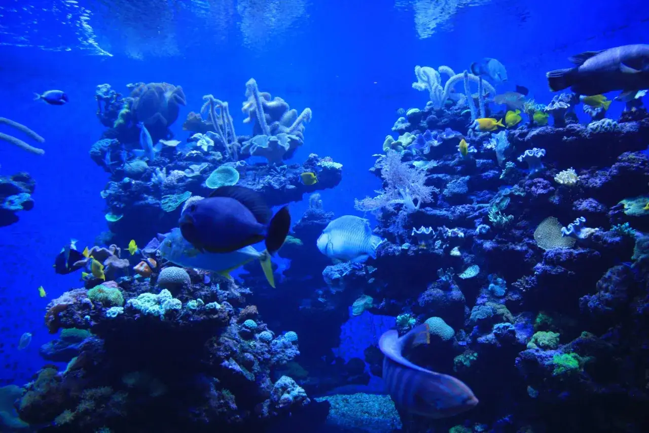 Zdjęcie Oceanarium Majorka - Niezapomniane atrakcje i tajemnice oceanu