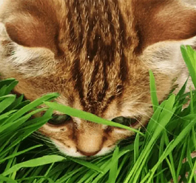 Zdjęcie Kocimiętka dla kota - jak stosować bezpiecznie i skutecznie: poradnik eksperta