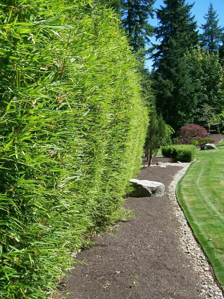 Zdjęcie Jak sadzić bambus na żywopłot, aby uniknąć najczęstszych błędów